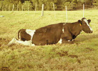 Why can’t that cow stand up?