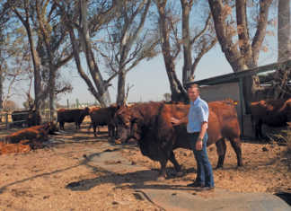 Top young breeder takes Angus to new heights