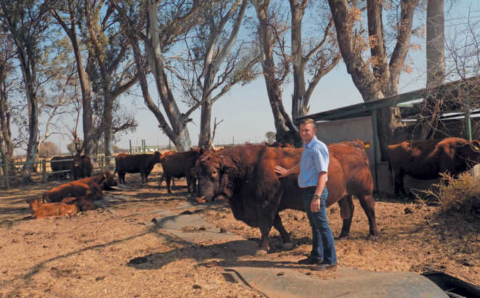 Top young breeder takes Angus to new heights