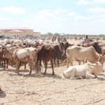 Huge livestock losses may worsen food security in Somalia