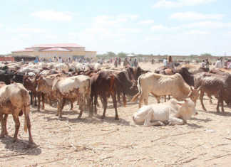 Huge livestock losses may worsen food security in Somalia