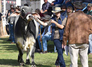 Bloem Show