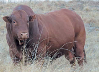 Want a profitable bull? Do your homework first!