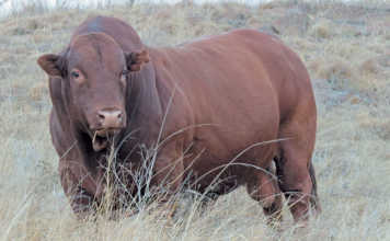 Want a profitable bull? Do your homework first! Want a profitable bull? Do your homework first!