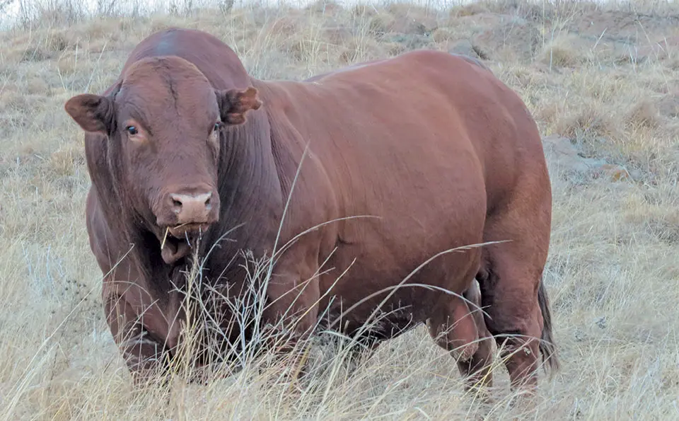 Want a profitable bull? Do your homework first!