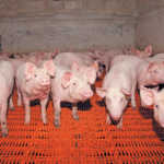 Happy pigs make for good business