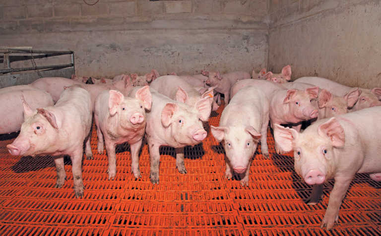 Happy pigs make for good business Happy pigs make for good business