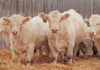 Small-herd stud farming is big business in Canada