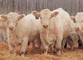Small-herd stud farming is big business in Canada