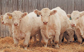 Small-herd stud farming is big business in Canada