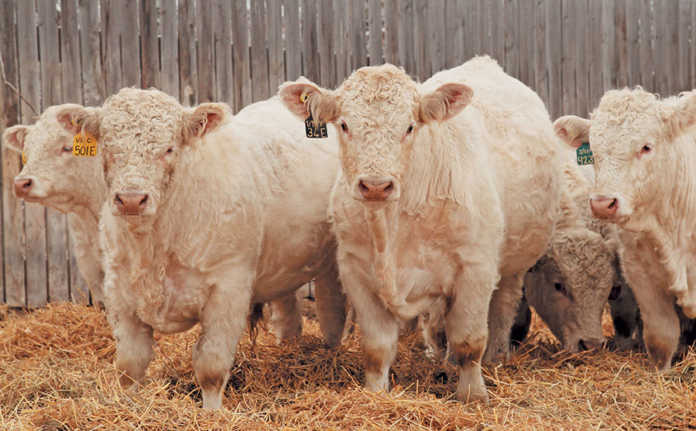 Small-herd stud farming is big business in Canada