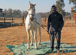 Dealing with the shying horse