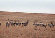 DNA testing ‘an essential tool for wildlife industry’