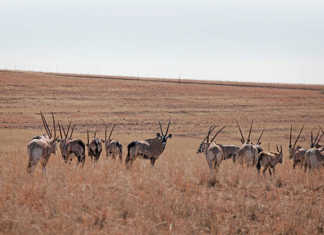 DNA testing ‘an essential tool for wildlife industry’