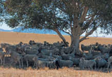 Farming & conservation go hand- in- hand on Swartland farm