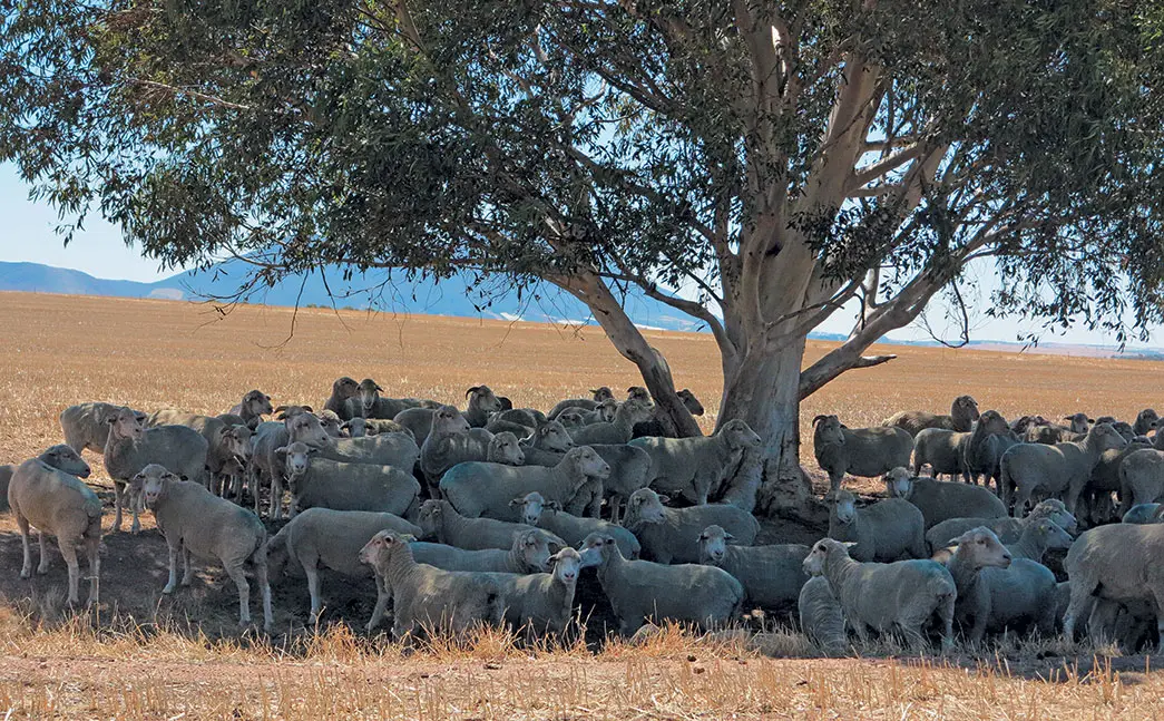 Farming & conservation go hand- in- hand on Swartland farm