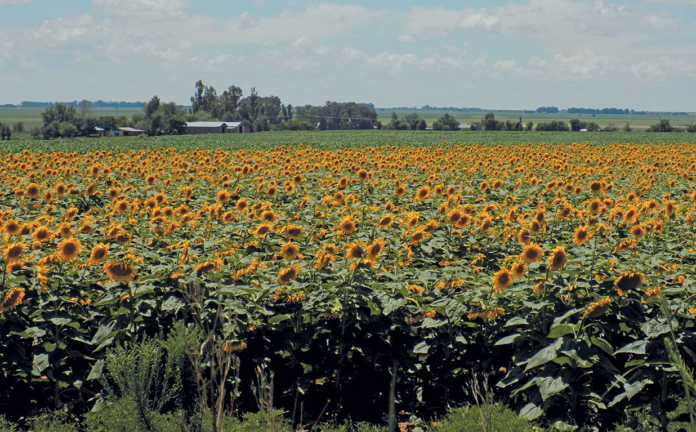 Sunflower-crop