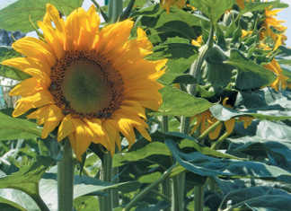 FAW: farmers urged to stay vigilant, but not panic