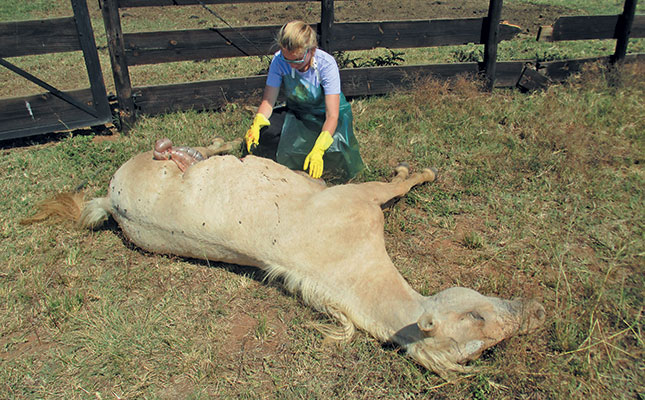 What is African horse sickness? What is African horse sickness?