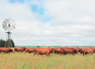 Single-step genomics: a game changer for livestock breeding