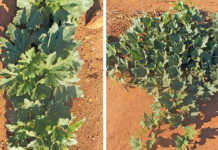 Learning about cucurbits Learning about cucurbiits