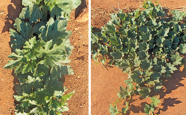 Learning about cucurbits Learning about cucurbits