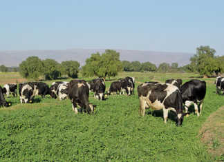 New Zealand government to cull more than 22 000 cattle New Zealand government to cull 22 000 cattle