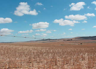 Agriculture takes the lead in GDP growth