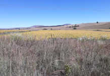 Expropriation motion could dent high agri confidence Expropriation motion could dent high agri confidence