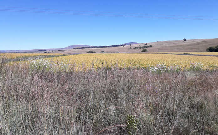 Expropriation motion could dent high agri confidence