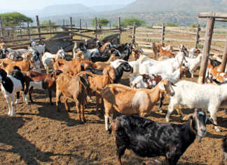 Goat breeding: the challenges faced by smallholders