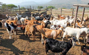 Goat breeding: the challenges faced by smallholders