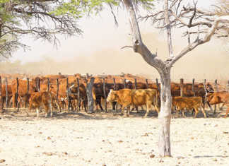 Botswana contravening UN declaration on agricultural funding