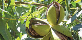Pecan nuts: how to plan an orchard and prepare the soil