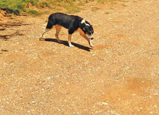 Rabies spike in KwaZulu Natal