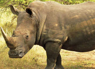 Rhino Horn Trade Africa website launched