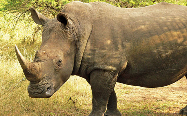 Rhino Horn Trade Africa website launched Rhino Horn Trade Africa website launched