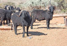 Namibia’s Swakara excels at Kopenhagen Fur