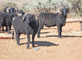 Namibia’s Swakara excels at Kopenhagen Fur