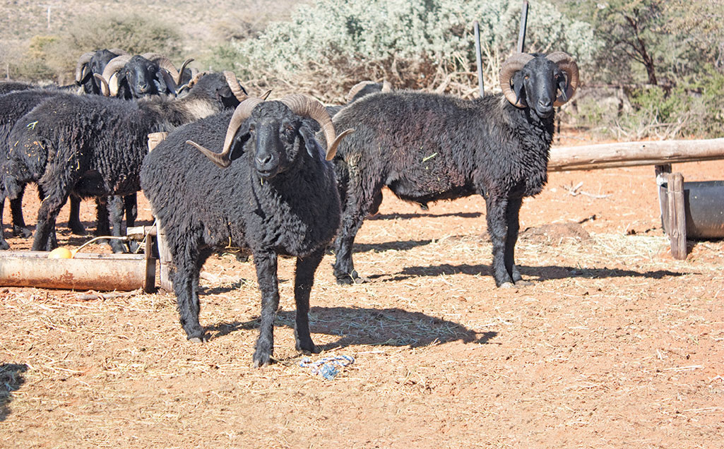 Namibia’s Swakara excels at Kopenhagen Fur