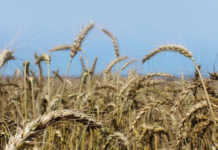 Determining wheat yield