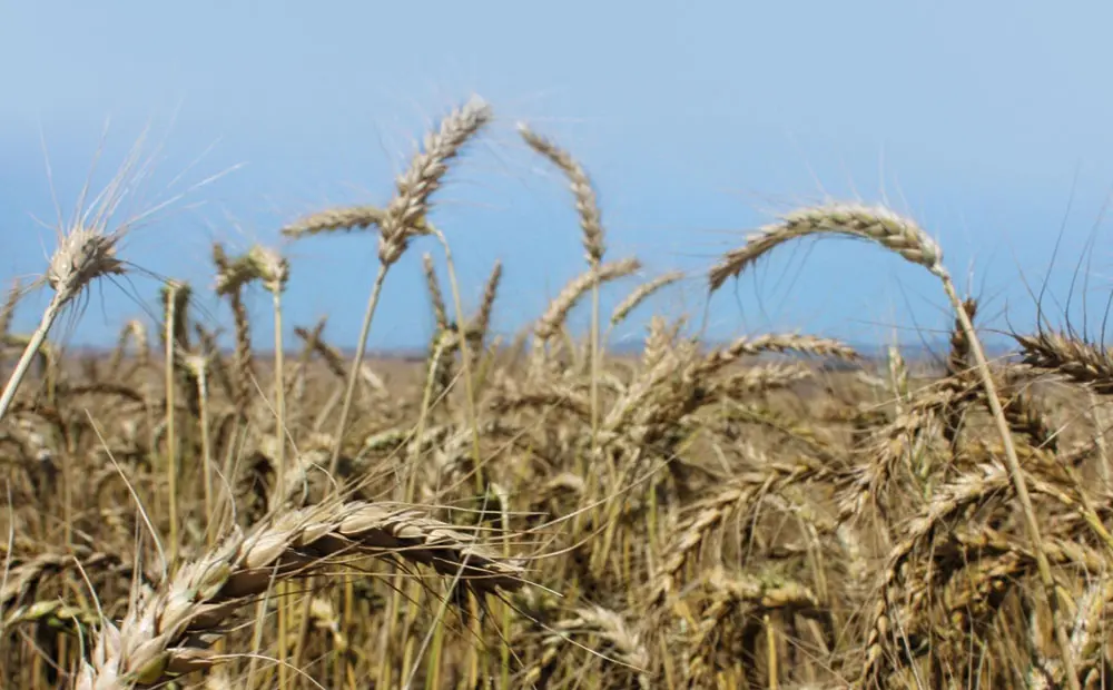 Determining wheat yield