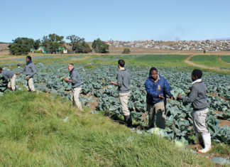 Concern over lack of training for future farmers Concern over lack of training for SA’s future farmers