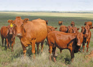 Veld to plate: Profiting from beef exports