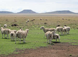 Free State farmworker empowerment initiative