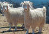 Grootfontein sets the Angora benchmark