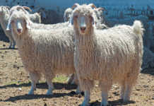 Grootfontein sets the Angora benchmark