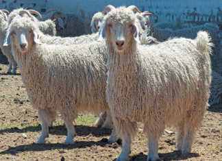 Grootfontein sets the Angora benchmark