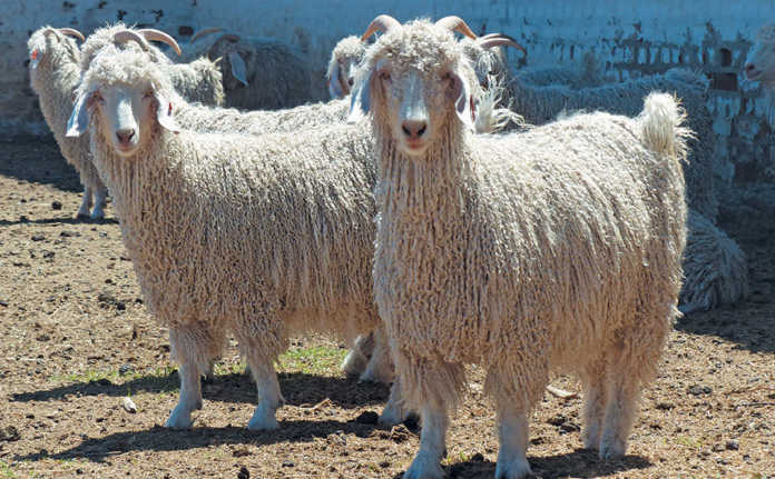 Grootfontein sets the Angora benchmark