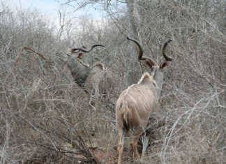 Increase in rabies outbreaks among Namibian kudus